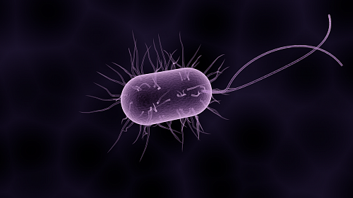 Что значит Бактерии во сне