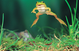 Прыгающая лягушка - фото №4