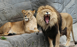 Лев, дикие звери (самцы) - фото №1