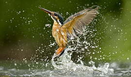 Водяная птица - фото №4