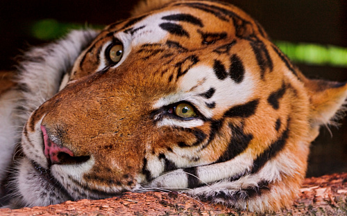 Что значит Тигр во сне