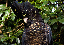 Черный попугай - фото №1