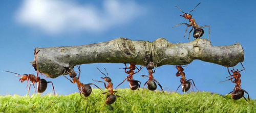 Что значит Работающие муравьи во сне