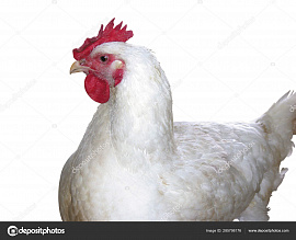 Белая курица - фото №3