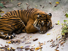 Тигр во сне - фото №3