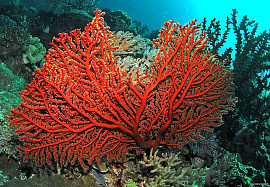 Кораллы - фото №1