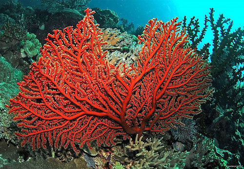 Что значит Кораллы во сне