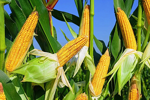 Что значит Кукуруза во сне
