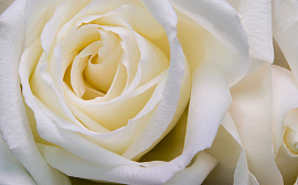 Белая роза - фото №9