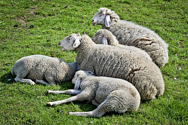 Подстригать во сне овец