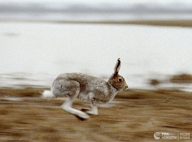 Заяц бегущий