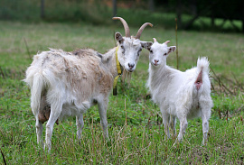 Козел и коза - фото №7