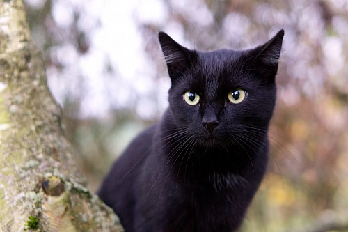 Что значит Черный кот во сне
