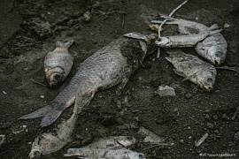Есть рыбу мертвую - фото №1