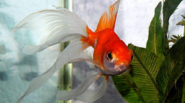 Золотая рыбка - фото №1