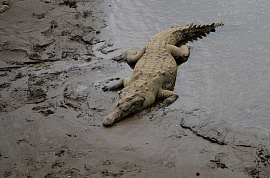 Нападающий крокодил
