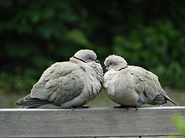 Играющие и целующиеся голуби