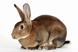 Крольчиха (кролик, заяц) - фото №5