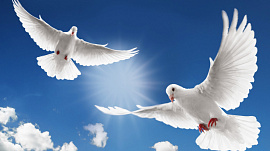 Белые голуби летят - фото №1