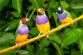 Говорящие и разноцветные птицы - фото №1