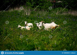 Быть на лугу с овцами и цветами - фото №4