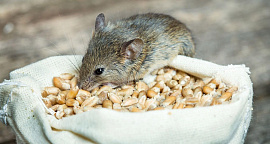 Мыши едят