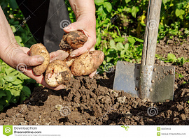 Картофель выкапывать (картошка). - фото №1