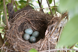 Гнездо птичье - фото №2