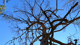Ветви (ветки, дерево) - фото №5
