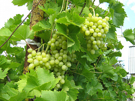 Поливать виноград