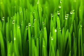 Зелень, зеленый цвет - фото №3