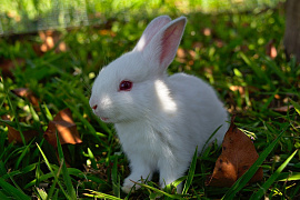Кролика - фото №3