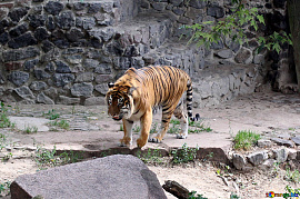 Тигр в зоопарке - фото №3