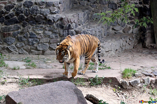 Что значит Тигр в зоопарке во сне