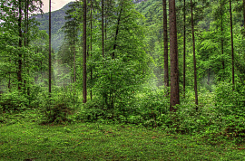 Густой лес - фото №2