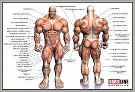 Мускулы, мышцы - фото №3