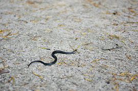 Маленькая змея - фото №4