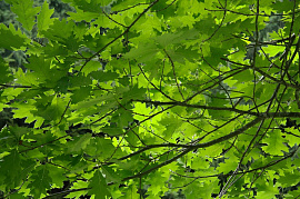 Лист дерева - фото №7