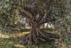 Оливковое дерево - фото №14