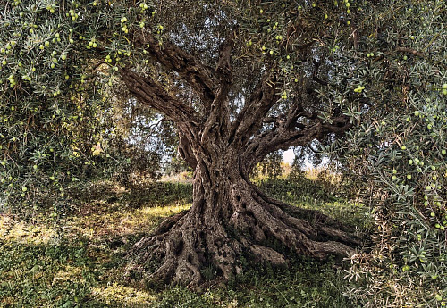 Что значит Оливковое дерево во сне