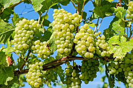 Виноград виноградник