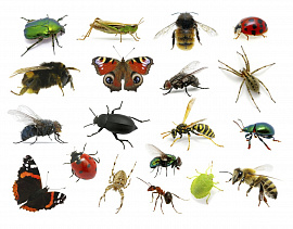 Много насекомых - фото №11