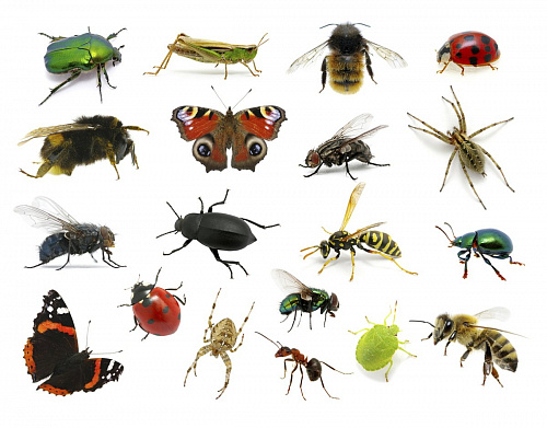 Что значит Много насекомых во сне