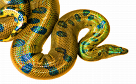 Боа змей