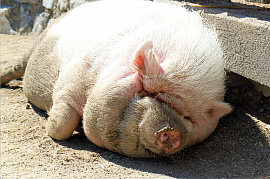 Жирная свинья (поросенок) - фото №2