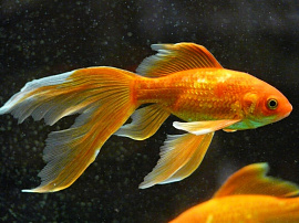 Рыбка золотая - фото №6