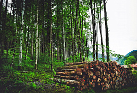 Торговец лесом, древесиной - фото №1