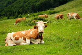 Пасущаяся корова - фото №11