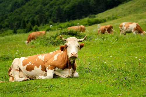 Что значит Пасущаяся корова во сне