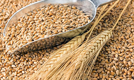 Зерно, пшеница